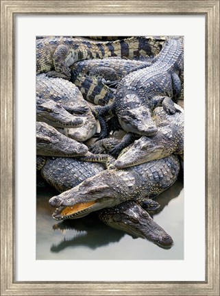 Framed Asia, Thailand Crocodiles Print