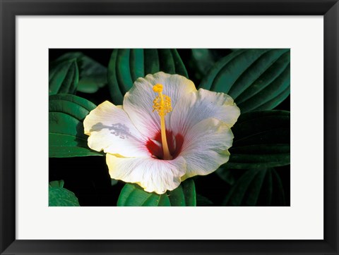 Framed Hibiscus flower, Bangkok, Thailand Print
