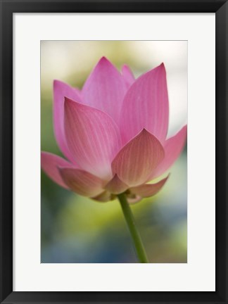 Framed Bloom of Lotus Flower, Bangkok, Thailand Print