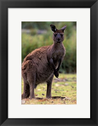 Framed Western Grey Kangaroo in its Brown Phase, Australia Print