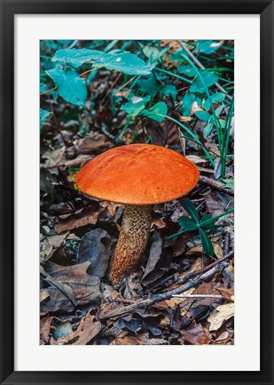 Framed Orange Wild Mushroom Print