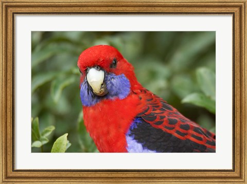 Framed Crimson Rosellas, O&#39;Reilly&#39;s Rainforest, Lamington National Park, Queensland, Australia Print