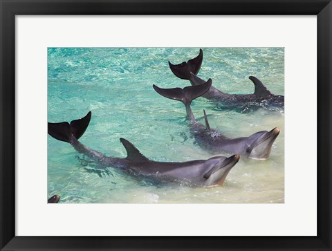 Framed Dolphins, Sea World, Gold Coast, Queensland, Australia Print
