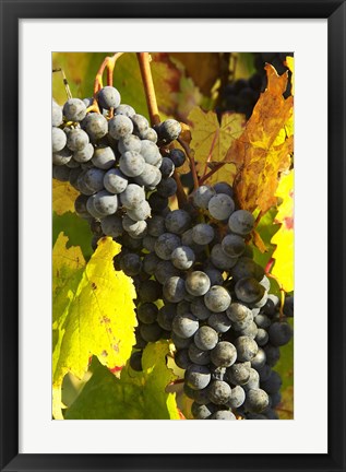 Framed Red Grapes, Boynton&#39;s of Bright Vineyard, near Bright, Victoria, Australia Print