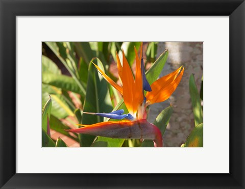 Framed Bird-of-Paradise Flower, Sunshine Coast, Queensland, Australia Print