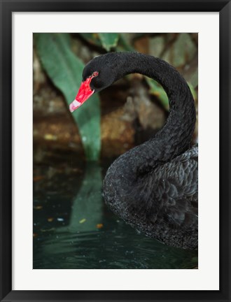 Framed Australia, Black Swan (Cygnus atratus) Print