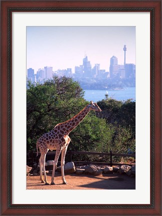 Framed Giraffe, Taronga Zoo, Sydney, Australia Print