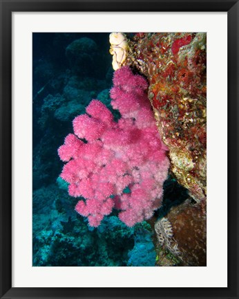 Framed Agincourt Reef, Great Barrier Reef, Queensland, Australia Print