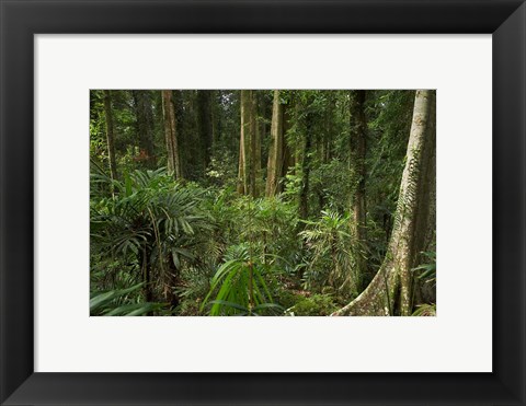 Framed Australia, NSW, Rainforest Trees, Wonga Walk, Dorrigo NP Print