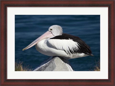 Framed Australian Pelican bird, Blacksmiths, NSW, Australia Print