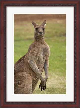 Framed Kangaroo, Trial Bay, New South Wales, Australia Print