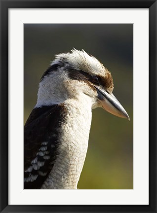 Framed Laughing Kookaburra bird, Nambucca Heads, NSW, Australia Print