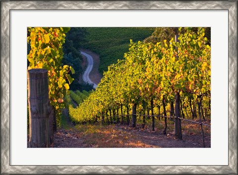 Framed Australia, Adelaide Hills, Summertown vineyard Print