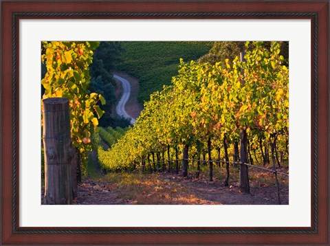 Framed Australia, Adelaide Hills, Summertown vineyard Print