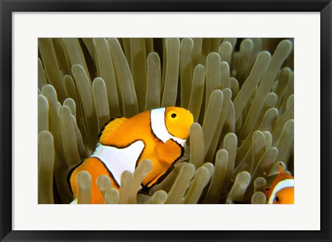 Framed Australia, Great Barrier Reef, Clown fish Print
