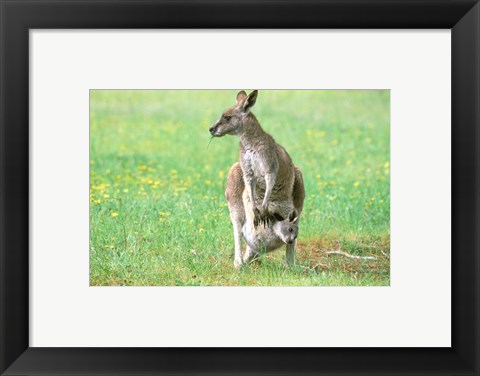Framed Australia, Kangaroo Island, Western Gray Kangaroos Print