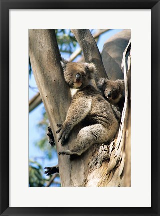 Framed Mother and Baby Koala on Blue Gum, Kangaroo Island, Australia Print