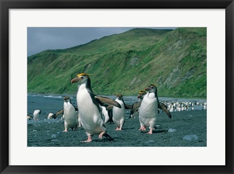 Framed Royal Penguin, Macquarie, Austalian sub-Antarctic Print