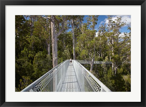 Framed AirWalk, Paths, Tahune Forest, Tasmania, Australia Print
