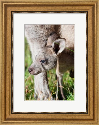 Framed Head of Eastern grey kangaroo, Australia Print