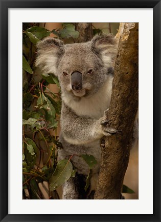 Framed Koala bear, Lone Pine Koala Sanctuary, AUSTRALIA Print