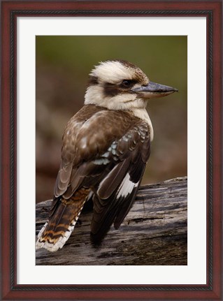 Framed Laughing kookaburra bird, Stradbroke Island, Australia Print