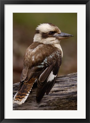 Framed Laughing kookaburra bird, Stradbroke Island, Australia Print