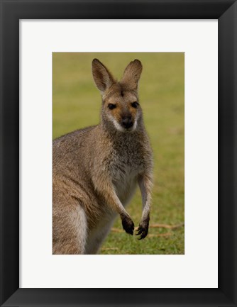 Framed Pretty-faced Wallaby wildlife, AUSTRALIA Print