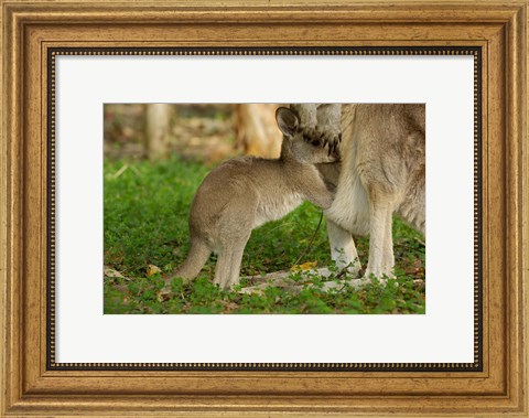 Framed Australia, Queensland, Eastern Grey Kangaroo and joey Print
