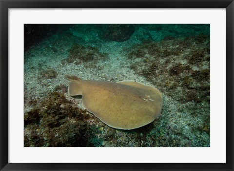 Framed Electric Ray, Stradbroke Island, Queensland, Australia Print