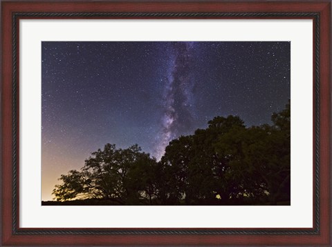 Framed Milky Way Above LiveOoak and Mesquite Trees Print