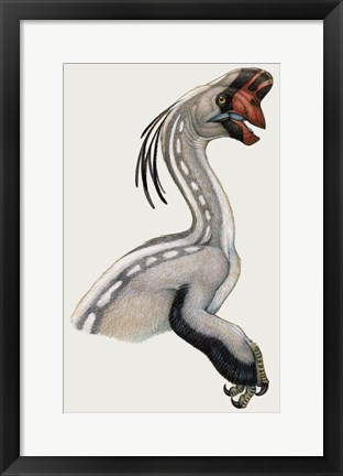 Framed Oviraptor, a Small Dinosaur that Lived During the Cretaceous period Print