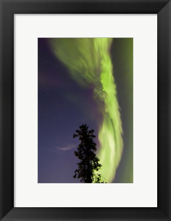 Framed Aurora Borealis with Tree and Shooting Star, Yukon, Canada Print