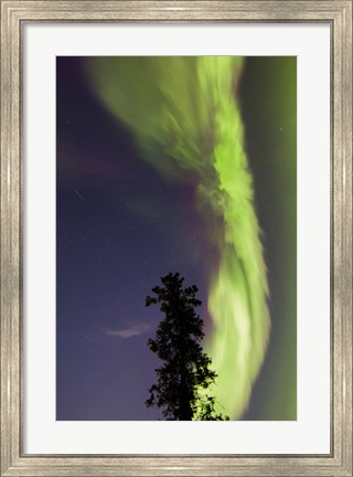Framed Aurora Borealis with Tree and Shooting Star, Yukon, Canada Print