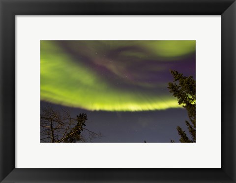 Framed Aurora Borealis with Trees, Yukon, Canada Print