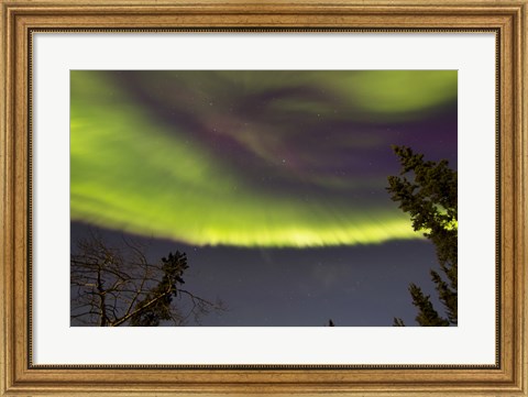 Framed Aurora Borealis with Trees, Yukon, Canada Print