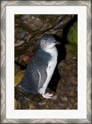 Framed Australia, Bass Strait, Little blue penguin Print