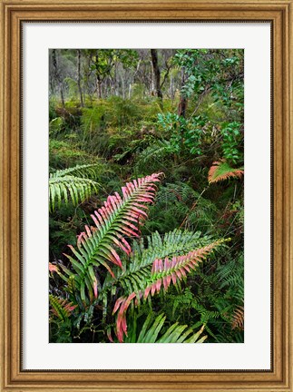 Framed Waipoua Forest, North Island, New Zealand Print