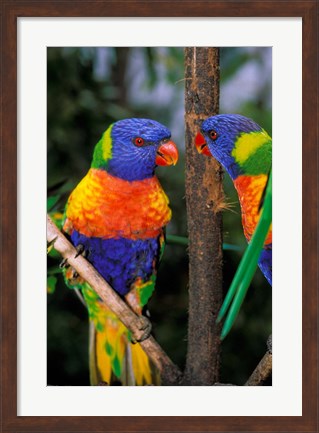 Framed Australia, Pair of Rainbow Lorikeets bird Print