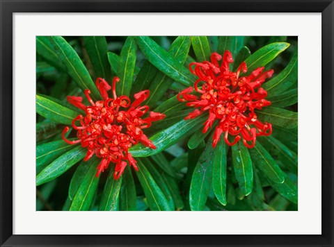 Framed Waratah, Walls of Jerusalem National Park, Tasmania, Australia Print