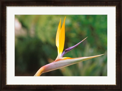Framed Australia, Queensland, Bird of paradise flower garden Print