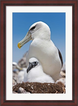 Framed Australia, Tasmania, Bass Strait Shy albatross with chick Print