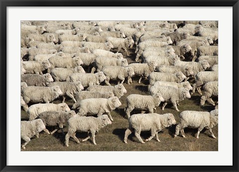 Framed Mustering Sheep, Farm Animals, South Island, New Zealand Print