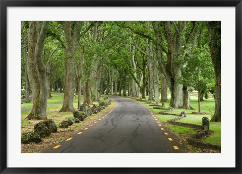 Framed Twin Oaks Drive, Paths, North Island, New Zealand Print