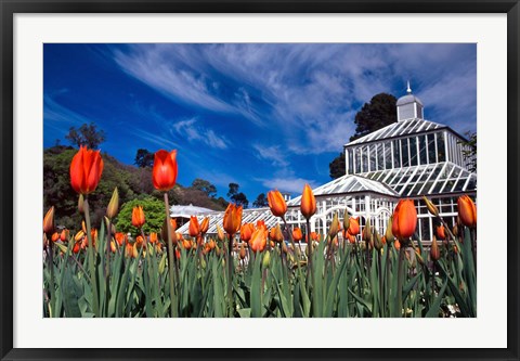 Framed Winter Garden, Botanic Gardens, Dunedin, New Zealand Print