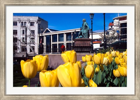 Framed Yellow tulips, Octagon, Dunedin, New Zealand Print