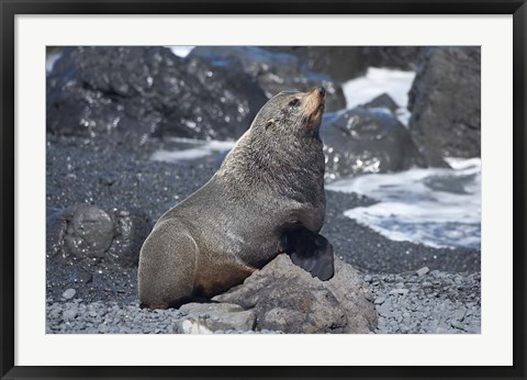 Framed Fur Seal, Ngawi, Wairarapa, North Island, New Zealand Print