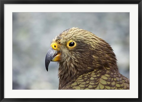 Framed Kea, Alpine Parrot, Tropical Bird, New Zealand Print