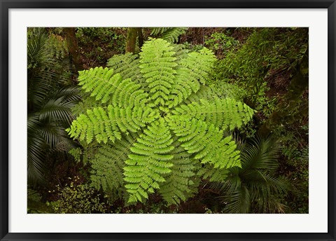 Framed Tree fern, AH Reed Memorial Kauri Park, New Zealand Print