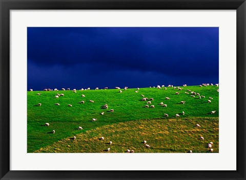 Framed New Zealand, South Island, sheep grazing, farm animal Print